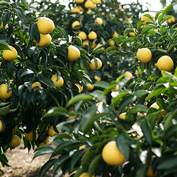 宮崎県産日向夏