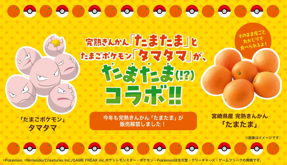 完熟きんかん「たまたま」とたまごポケモン「タマタマ」がたまたま（!?）コラボ!!